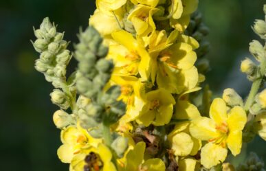 Molyhos ökörfarkkóró (Verbascum thapsus) gyógyhatásai