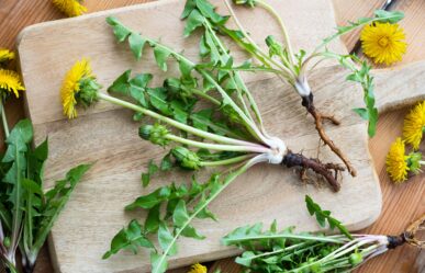 Pongyolapitypang (Taraxacum officinale) gyógyhatásai
