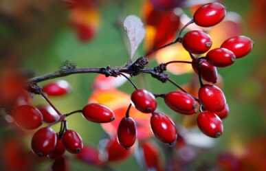 Sóskaborbolya (Berberis vulgaris) gyógyhatásai