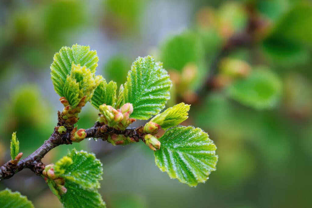 Alnus glutinosa, Égerfa rügye és levelei.