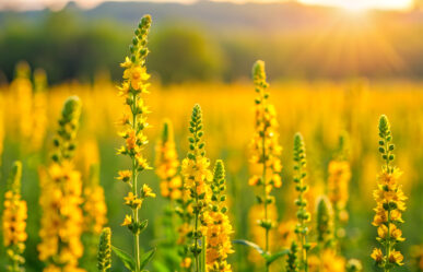 A színészek gyógynövénye – apróbojtorján (Agrimonia eupatoria)
