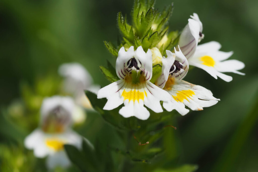 Euphrasia officinalis, szemvidítófű növény a réten.