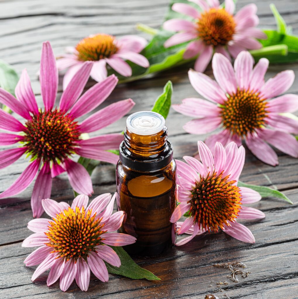 kasvirág, Echinacea, csepp
