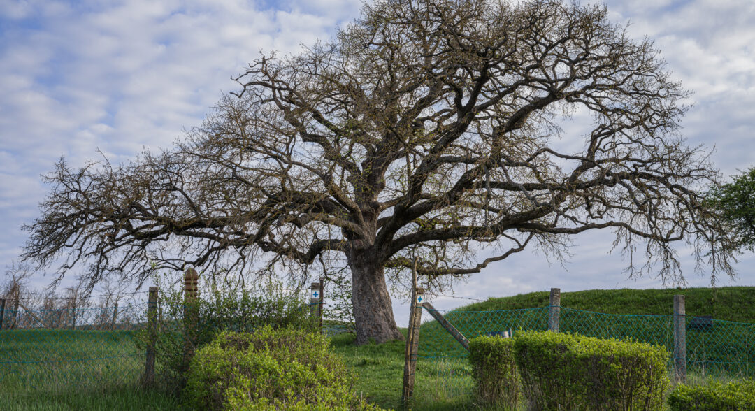 Rákóczi mogyorófája a kék kereszt jelzésen Török mogyoró (Corylus colurna) Romhány, 2022. április