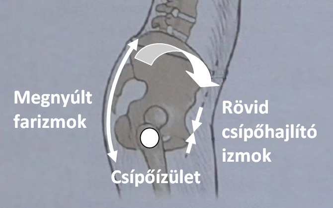 csípőhajlító izmok