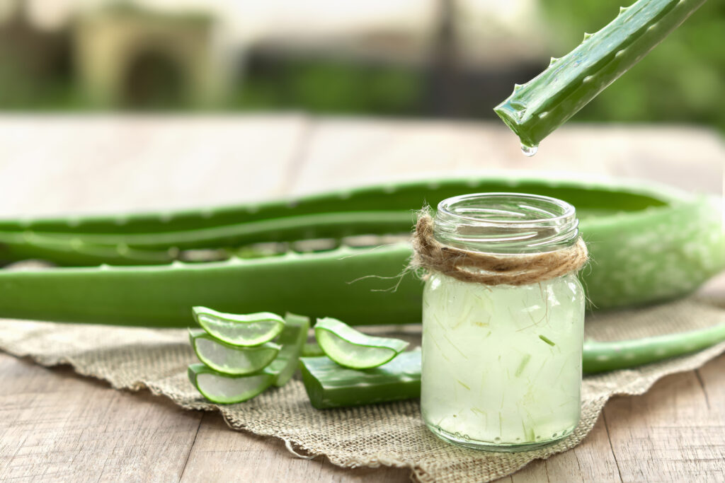 Aloe vera növény és a belőle készült gél kis üvegben.