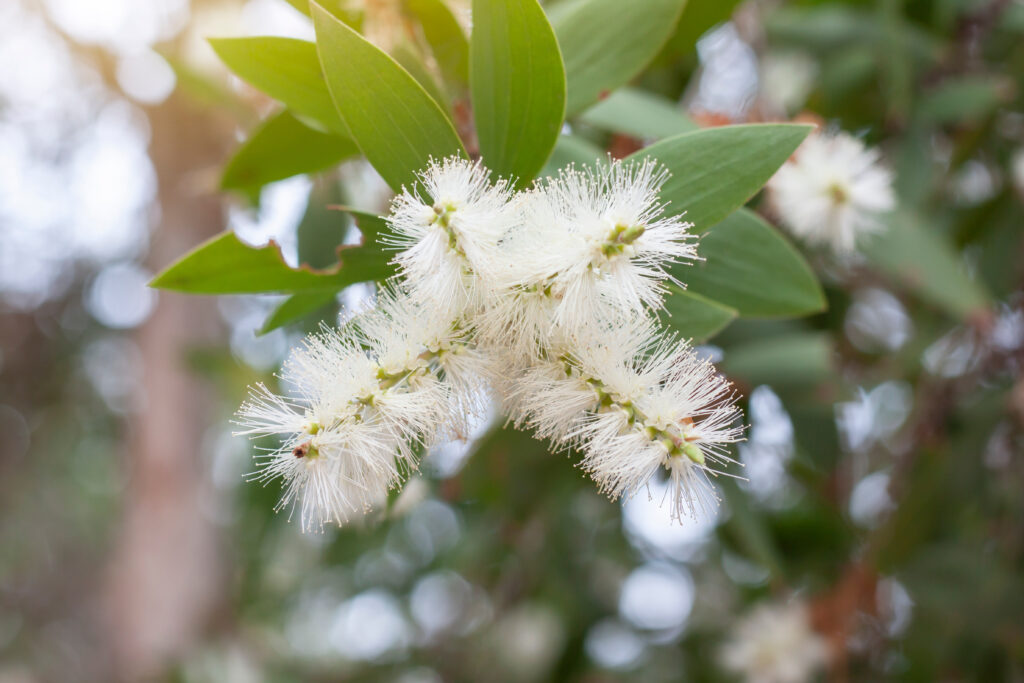 Melaleuca cajuputi