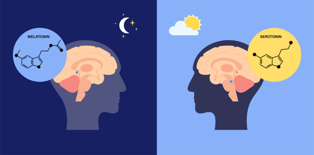 A melatonin és a szerotonin hormonok termelődése éjszaka és nappal. Tövismirigy anatómiája, emberi agy poszter. Cirkadián ritmus fogalma. Alvás-ébrenlét ciklus infografika lapos vektoros illusztráció.