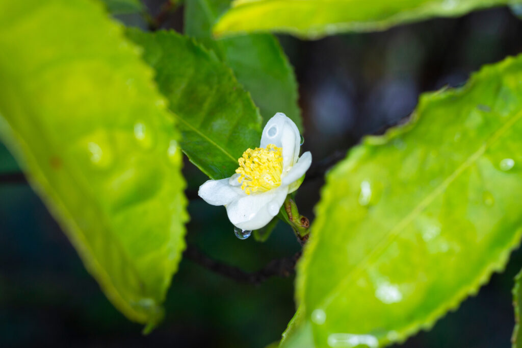 Camellia sinensis, a tea alapanyaga, levele és virága. 