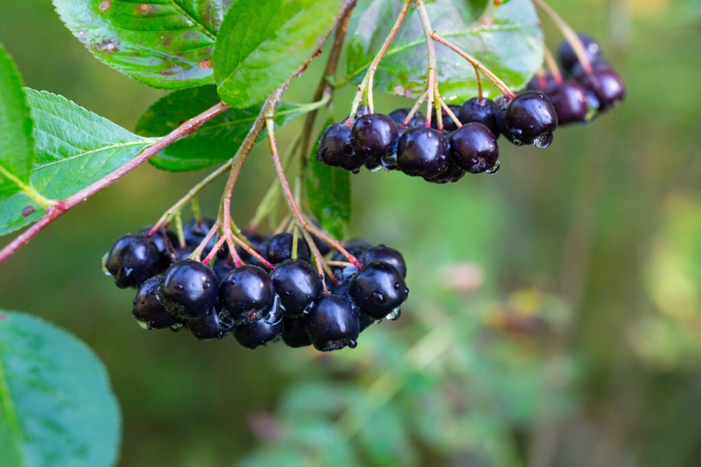 Aronia bogyók (Aronia melanocarpa, fekete berkenye) nőnek a kertben. Aronia bogyókkal teli ág szelektív fókuszban.