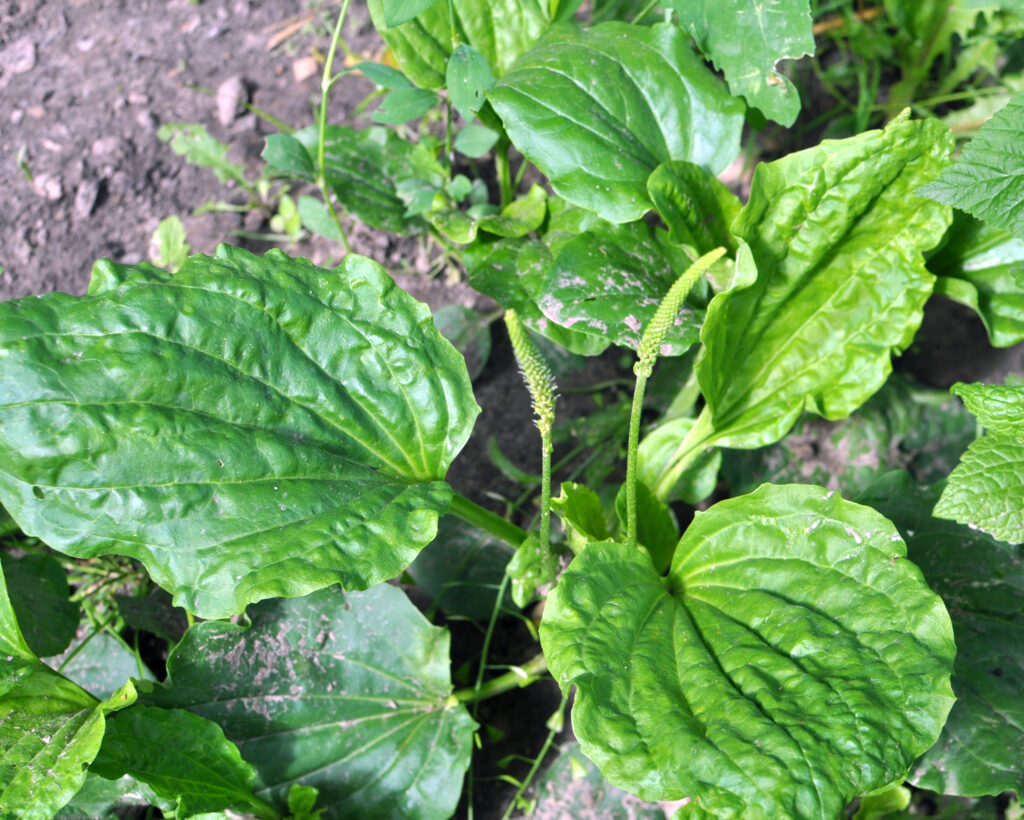 Nagy útifű (Plantago major) levele és virága a földön.