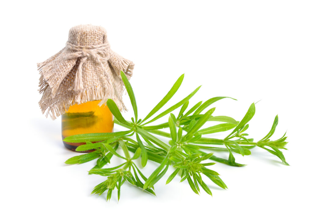 A ragadós galaj (Galium aparine) növényből készült tinktúra üvegben.