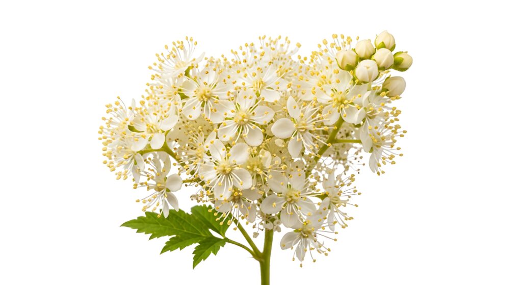 Réti legyezőfű (Filipendula ulmaria)