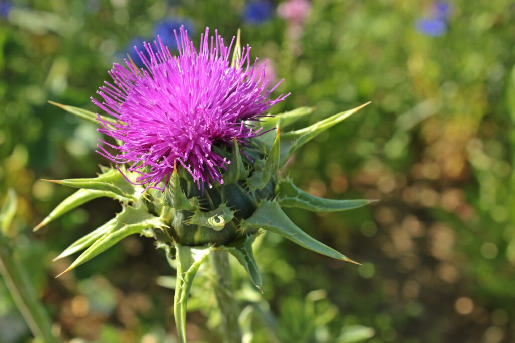 Máriatövis (Silybum marianum) 