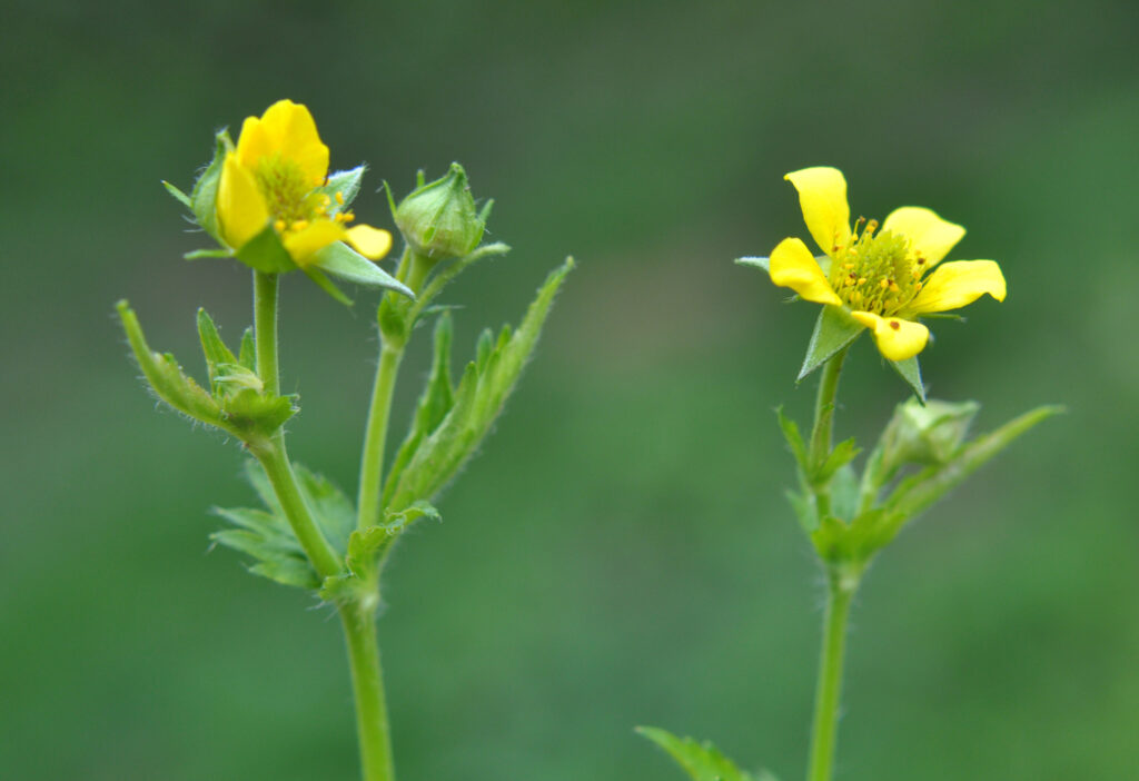 Erdei gyömbérgyökér (Geum urbanum)