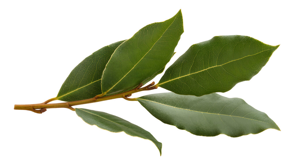 Babér (Laurus nobilis), gyógynövény és fűszernövény.