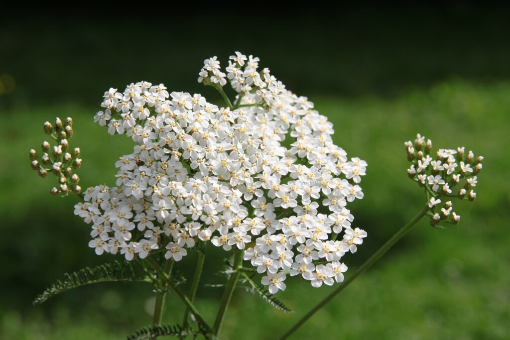 Cickafarkfű (Alchillea millefolium) virág, gyógynövény a réten. 