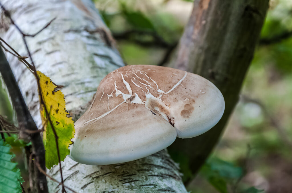 Nyírfatapló (Piptoporus betulilnus) nyírfa törzsén az erdőben.