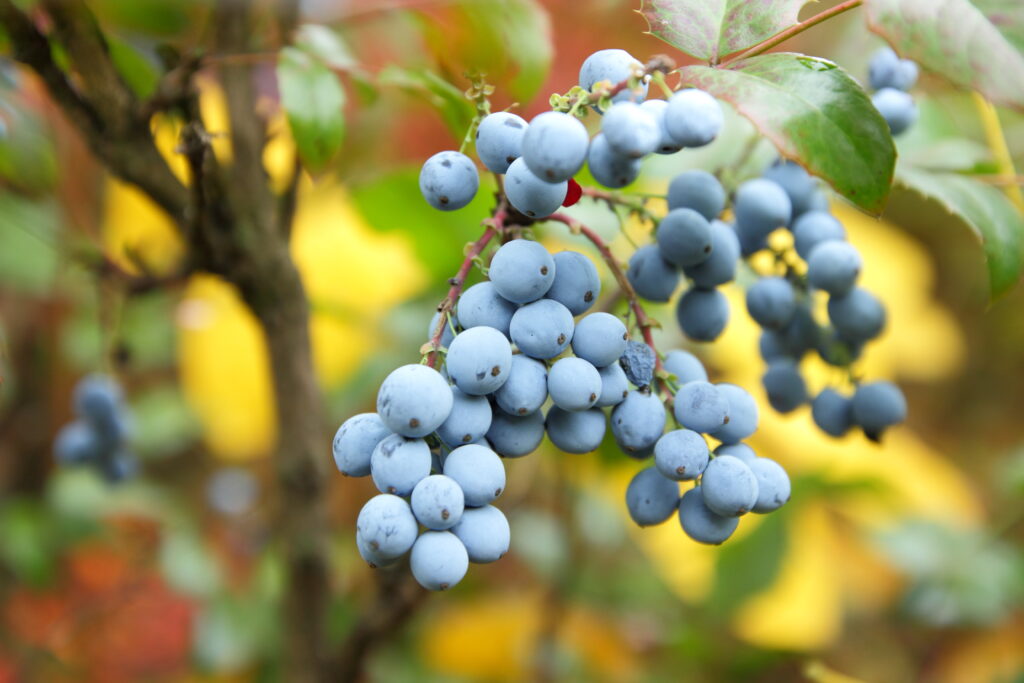 Mahónia (Mahonia aquifolium) bogyó.