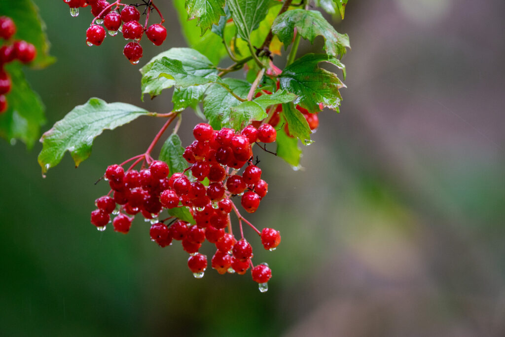 A kányabangita (Viburnum opulus) a bodzához hasonlóan a pézsmaboglárfélék családjának tagja