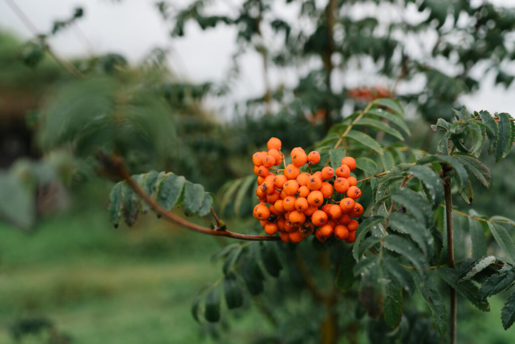 A madárberkenye (Sorbus aucuparia)