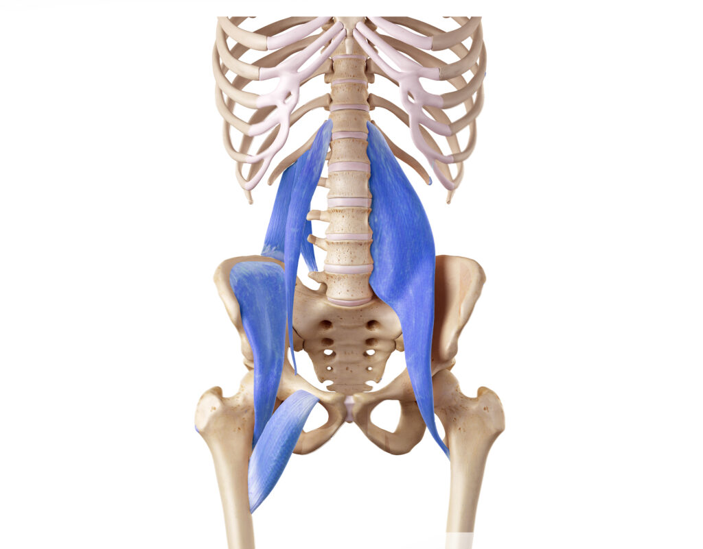 M. psoas major, azaz nagy lágyékizom vagy nagy horpaszizom illusztrálása.